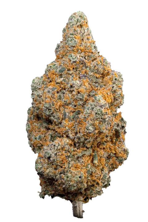 Tropical Dream