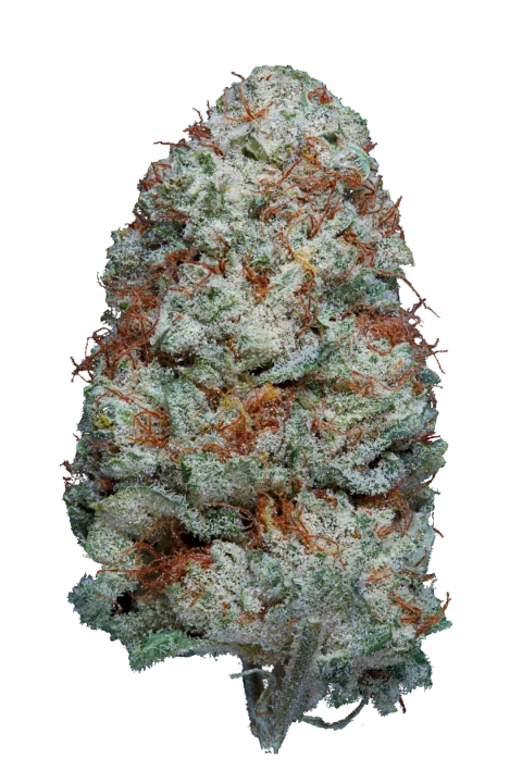 White Russian CBG
